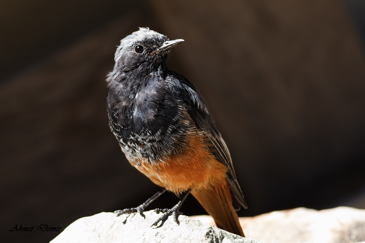 Common Redstart