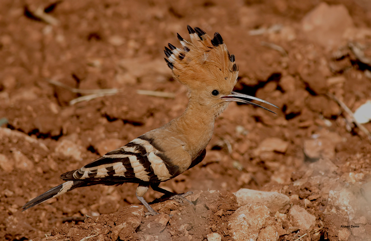 Eurasian Hoopoe