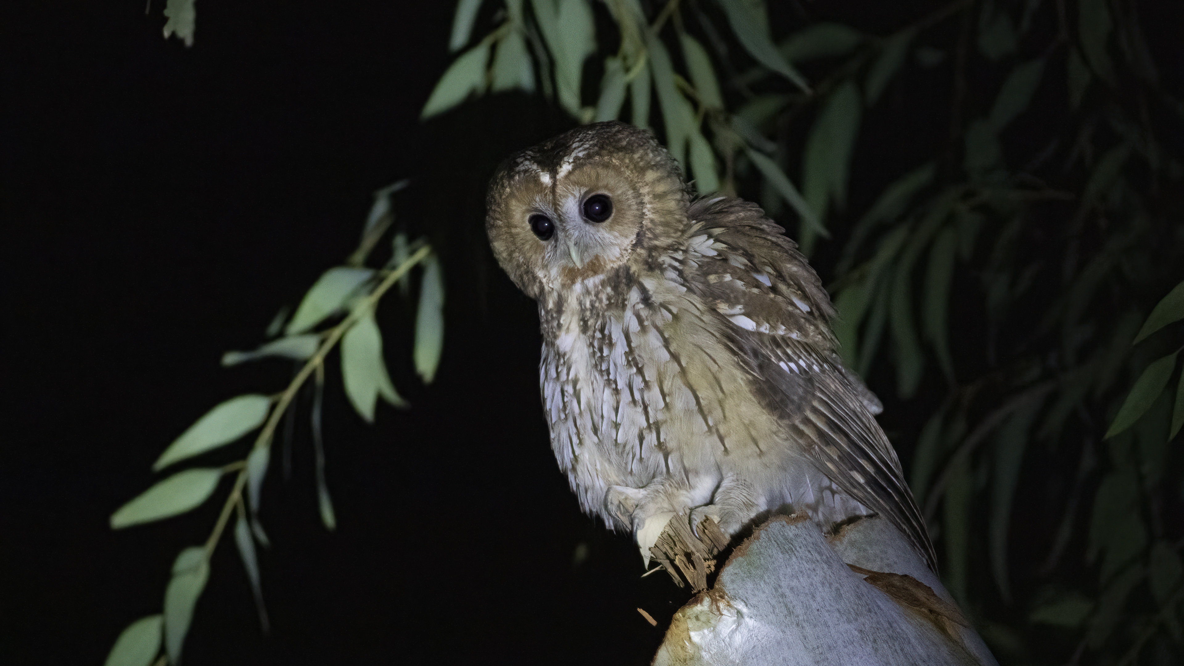 Tawny Owl