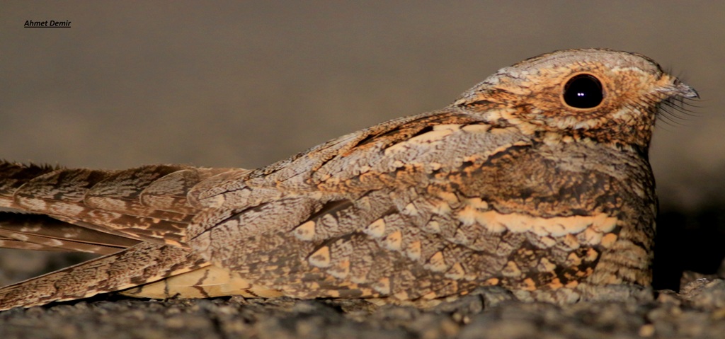 Eurasian Nightjar — Ana fotoğraf