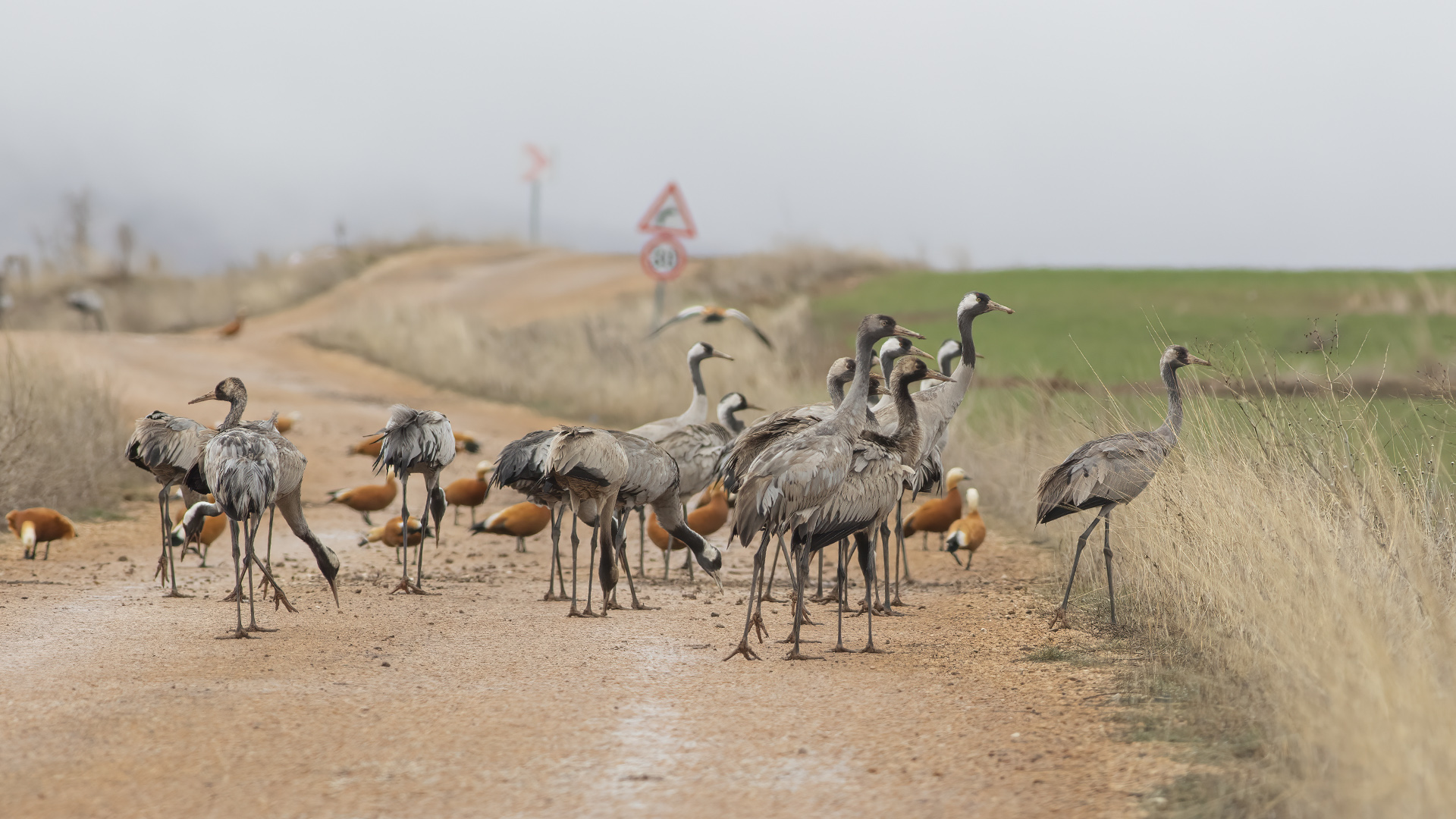 Common Crane