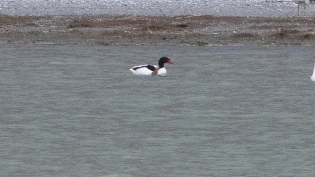 Common Shelduck