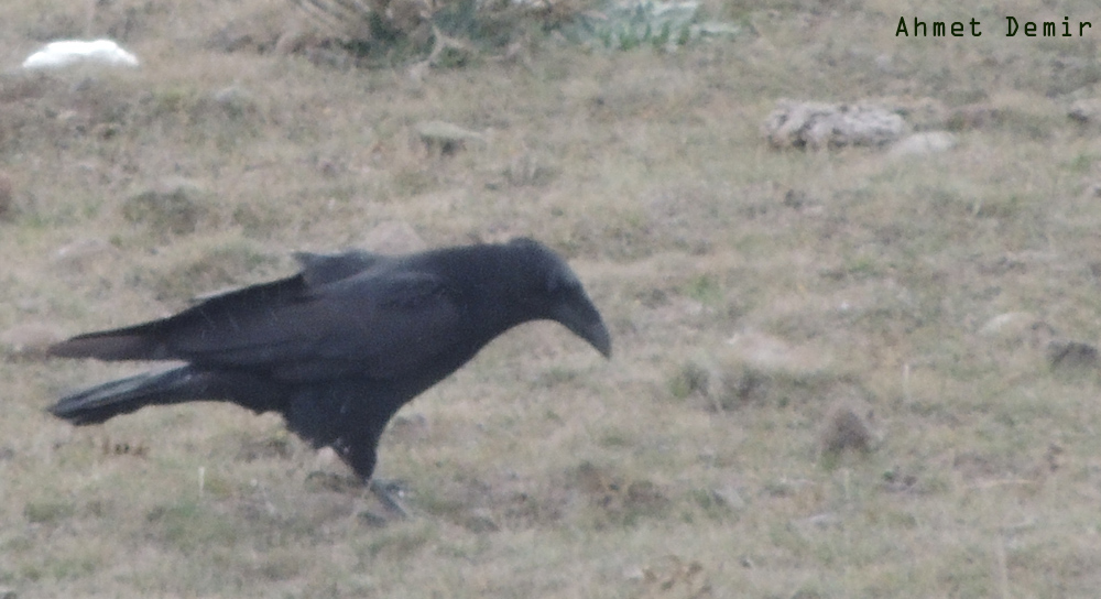 Common Raven