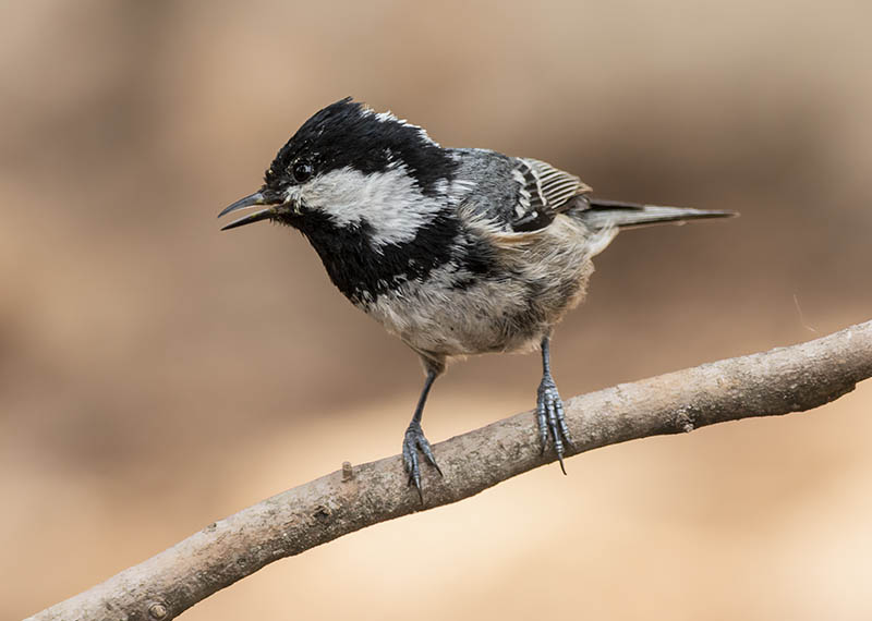 Coal Tit — Ana fotoğraf