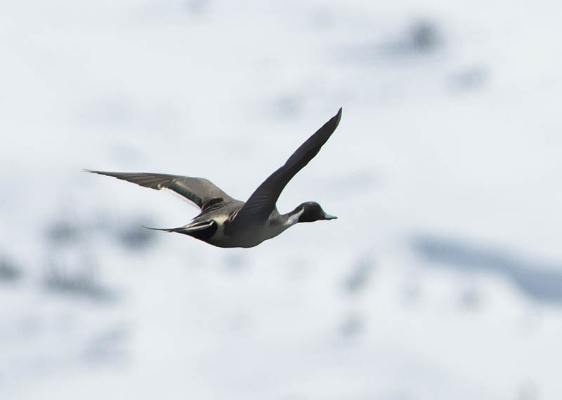 Northern Pintail — Ana fotoğraf