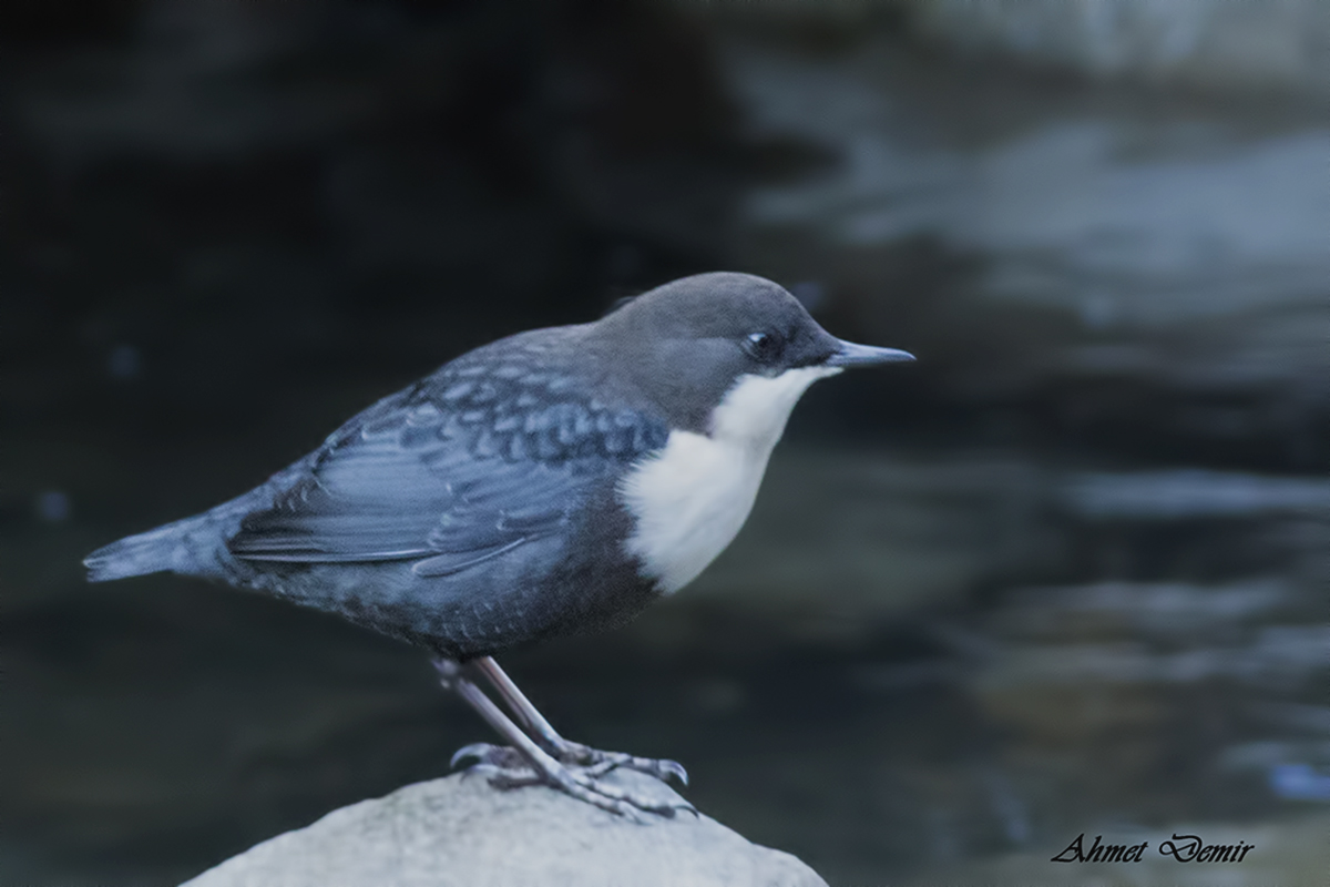 White-throated Dipper
