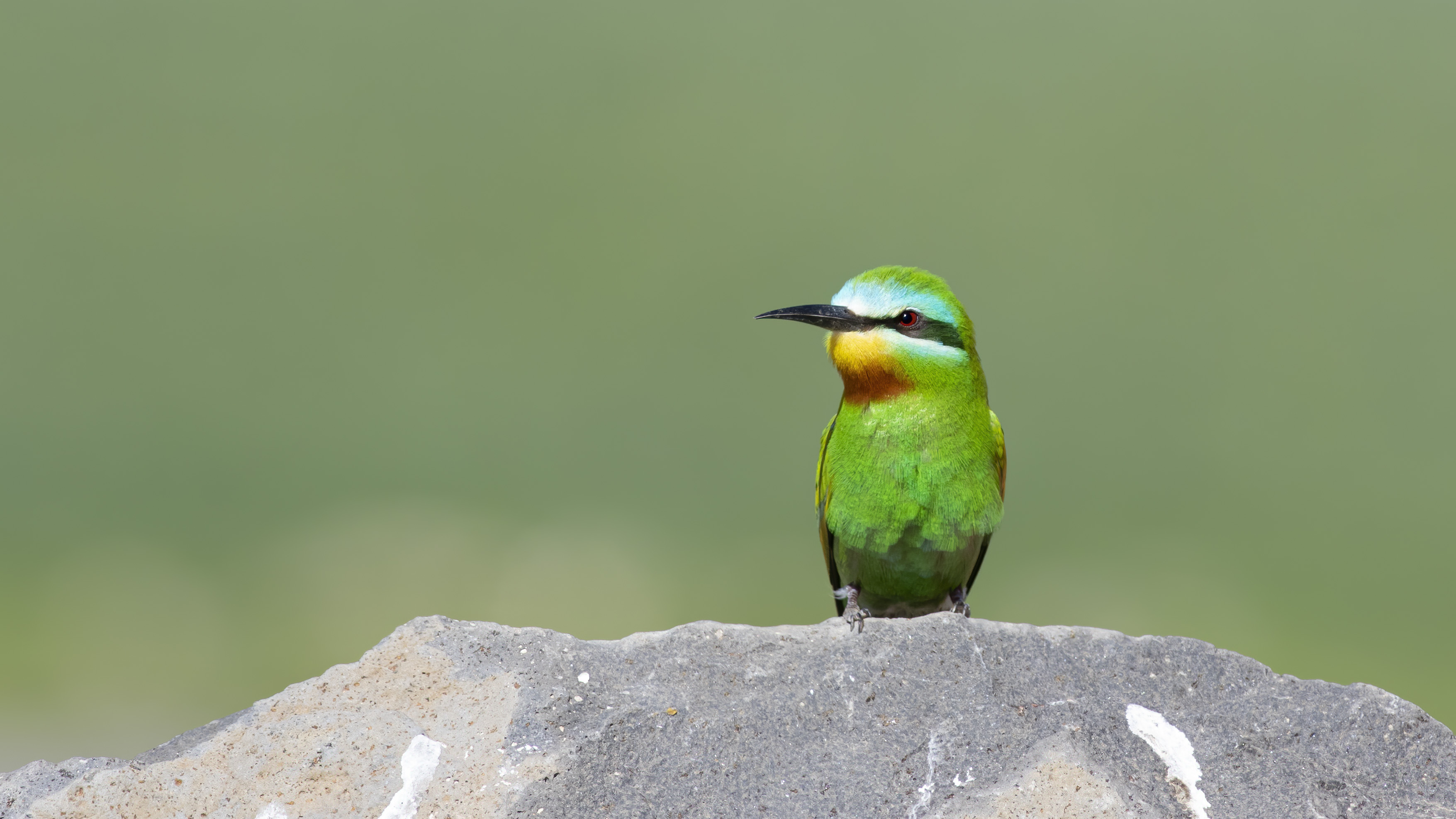 Blue-cheeked Bee-eater