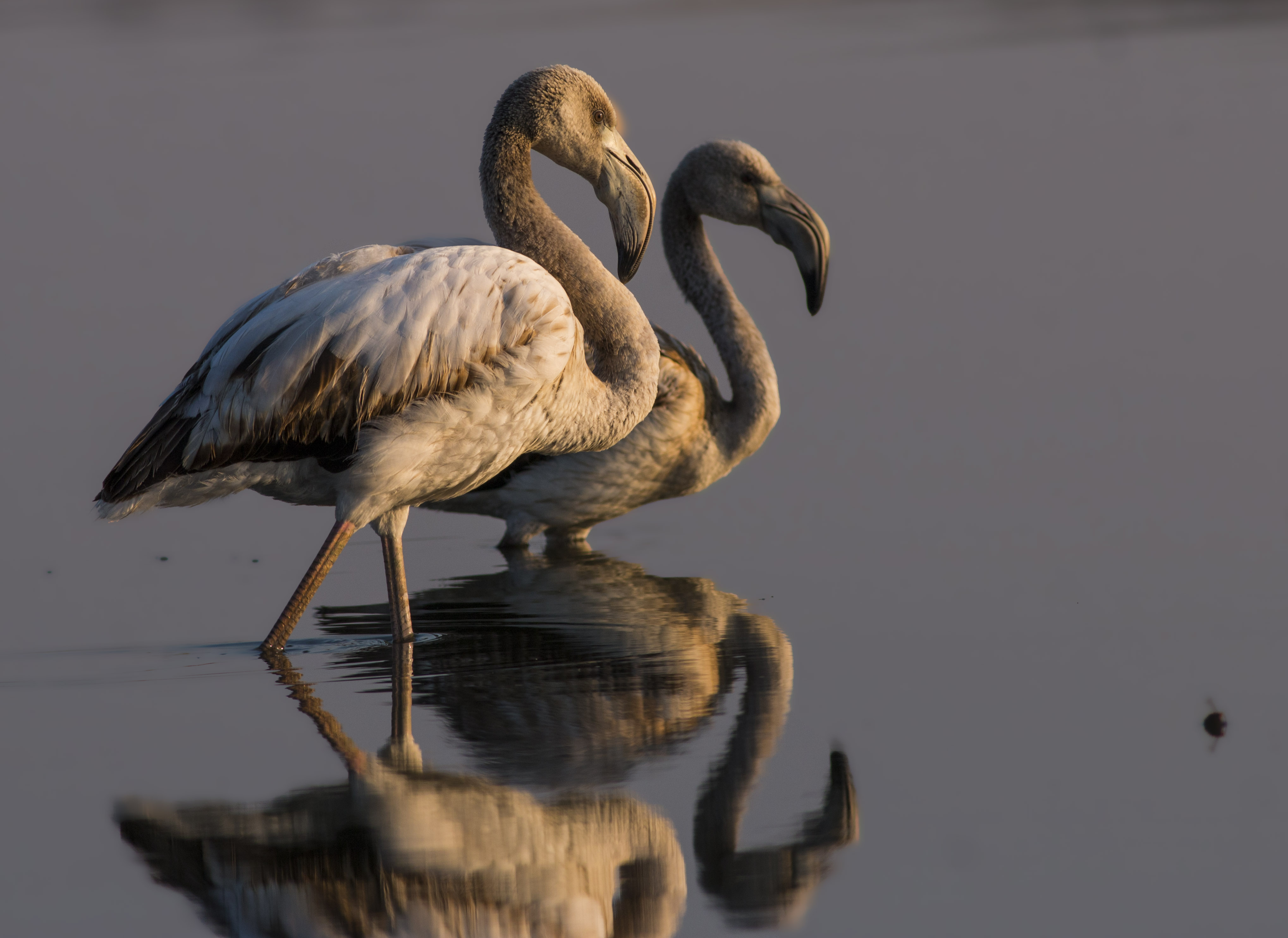 Greater Flamingo