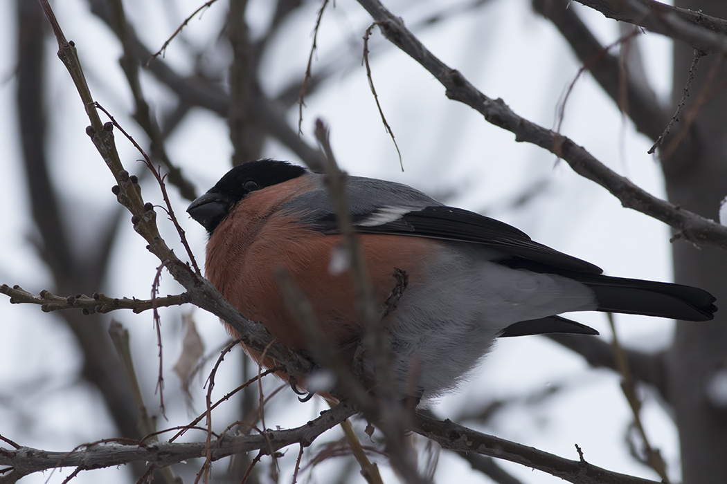 Eurasian Bullfinch