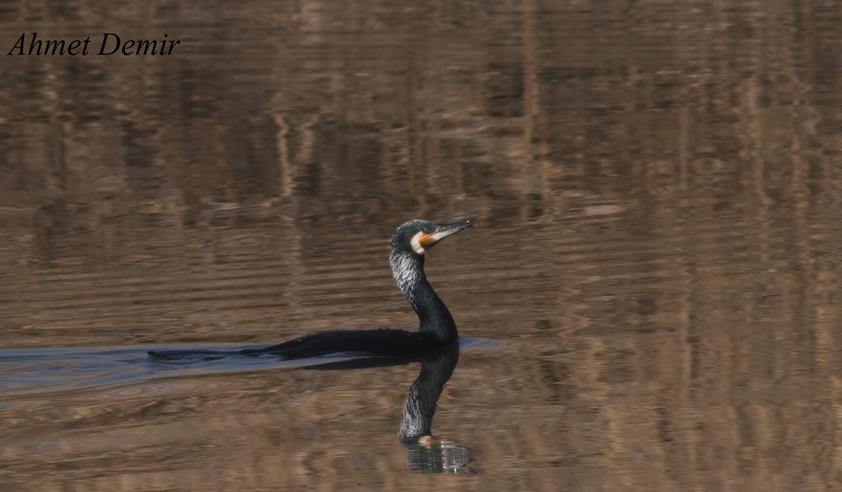 Great Cormorant