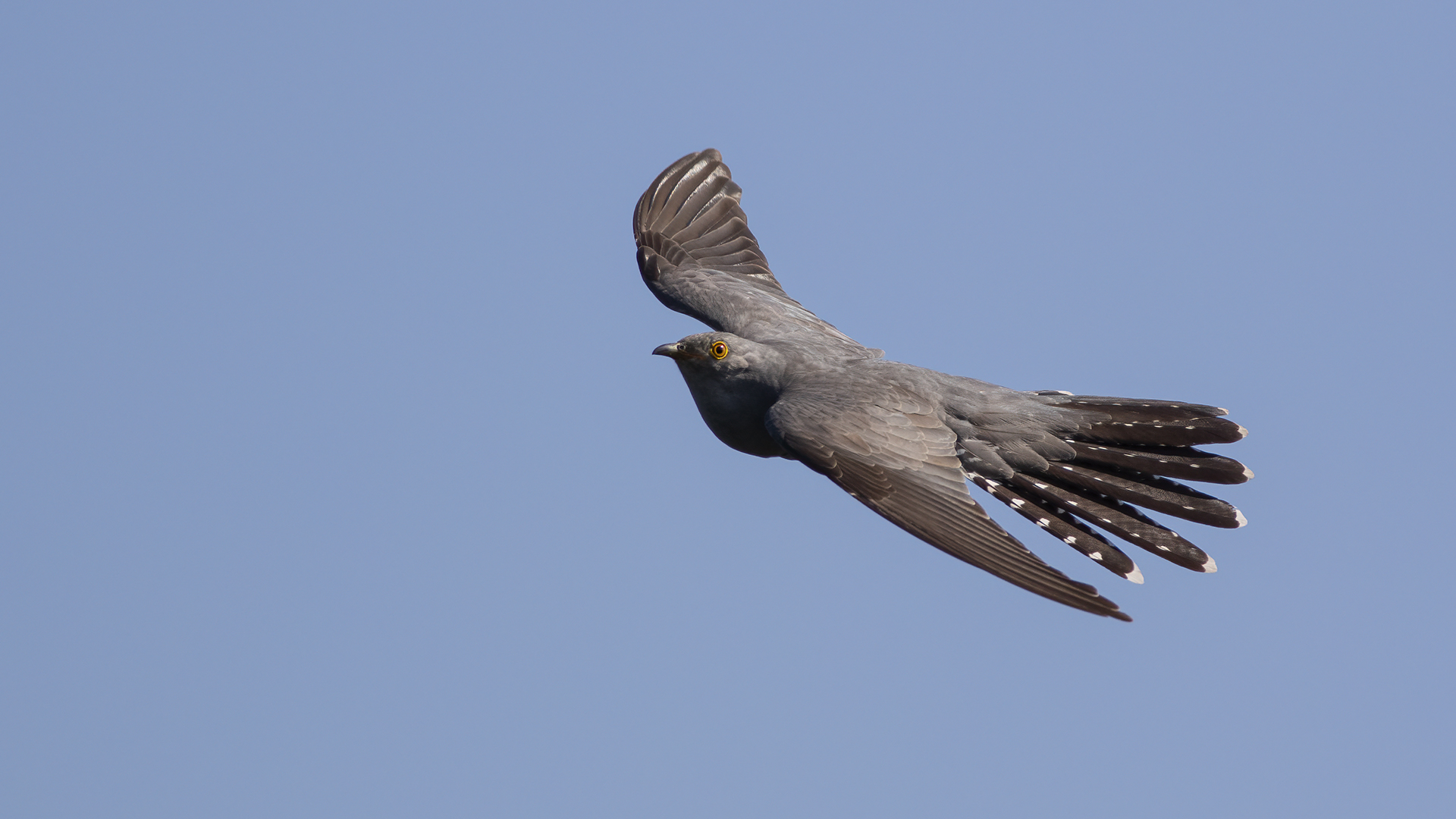 Common Cuckoo
