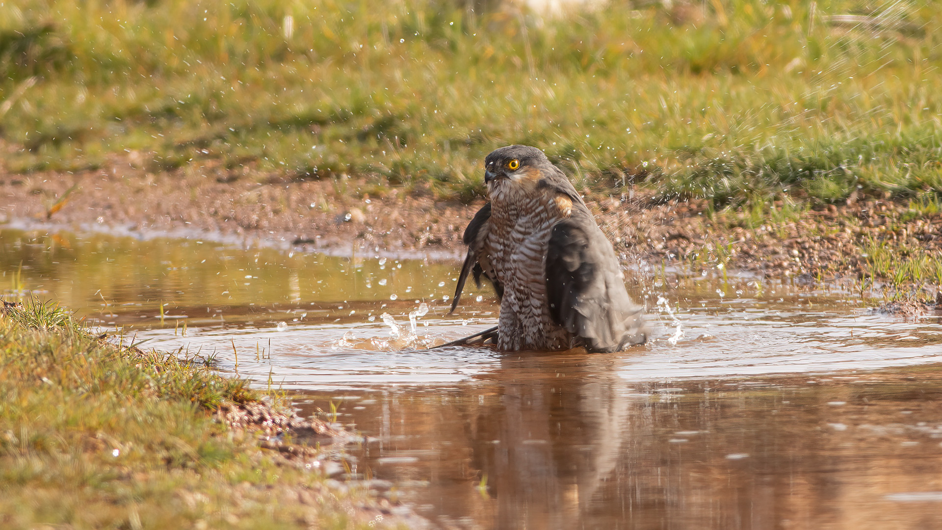 Levant Sparrowhawk