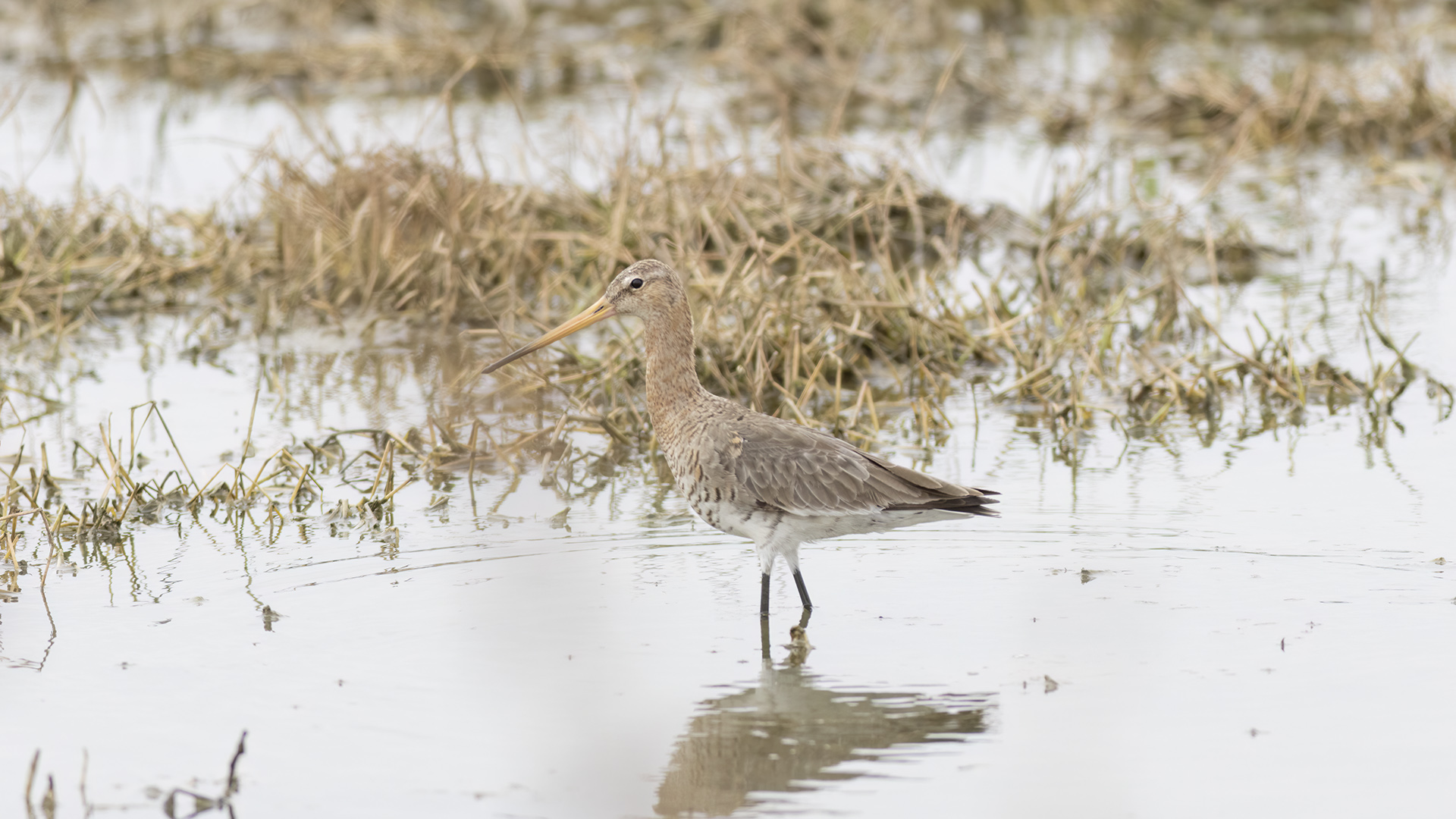 Black-tailed Godwit — Ana fotoğraf