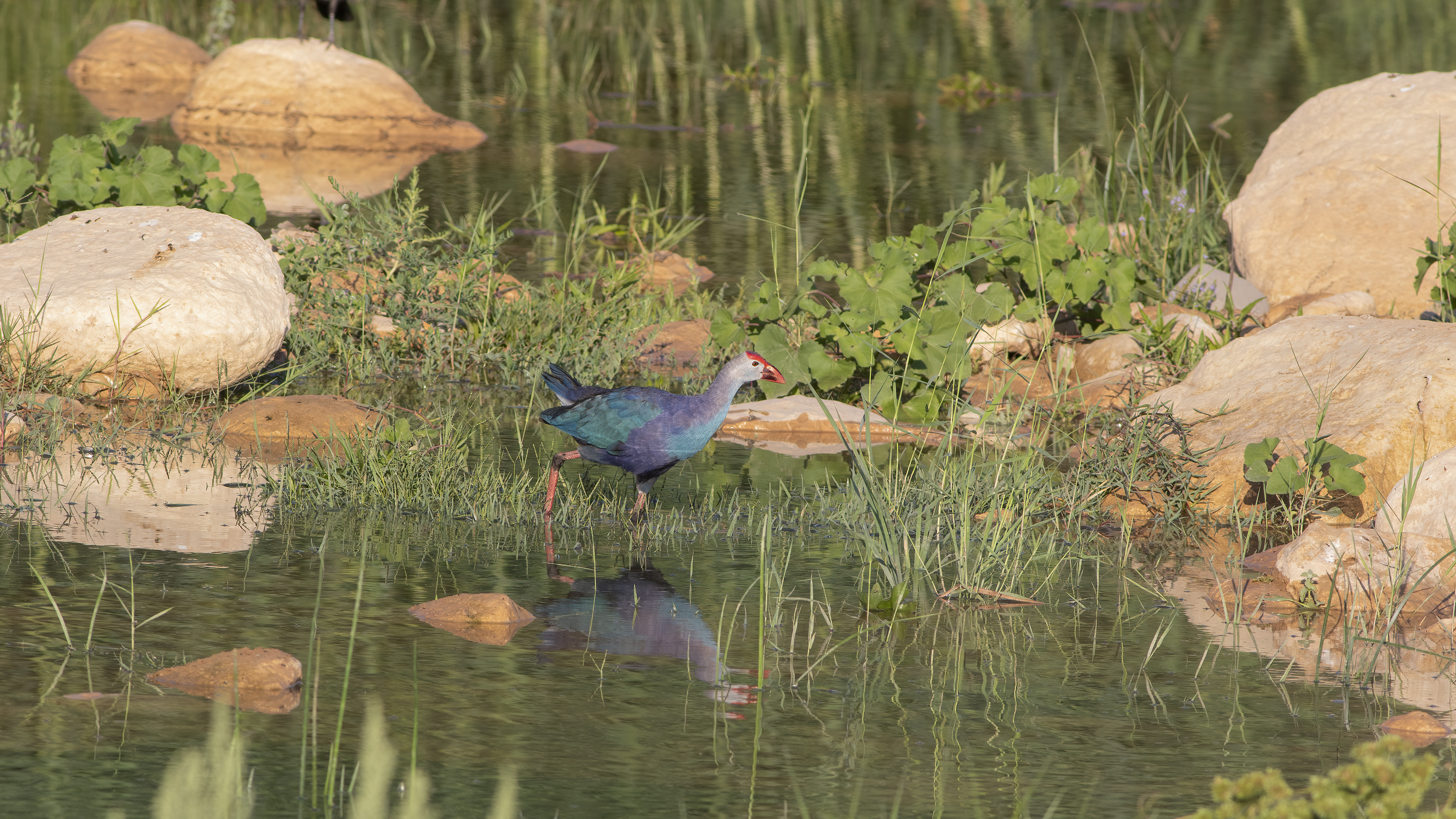 Western Swamphen