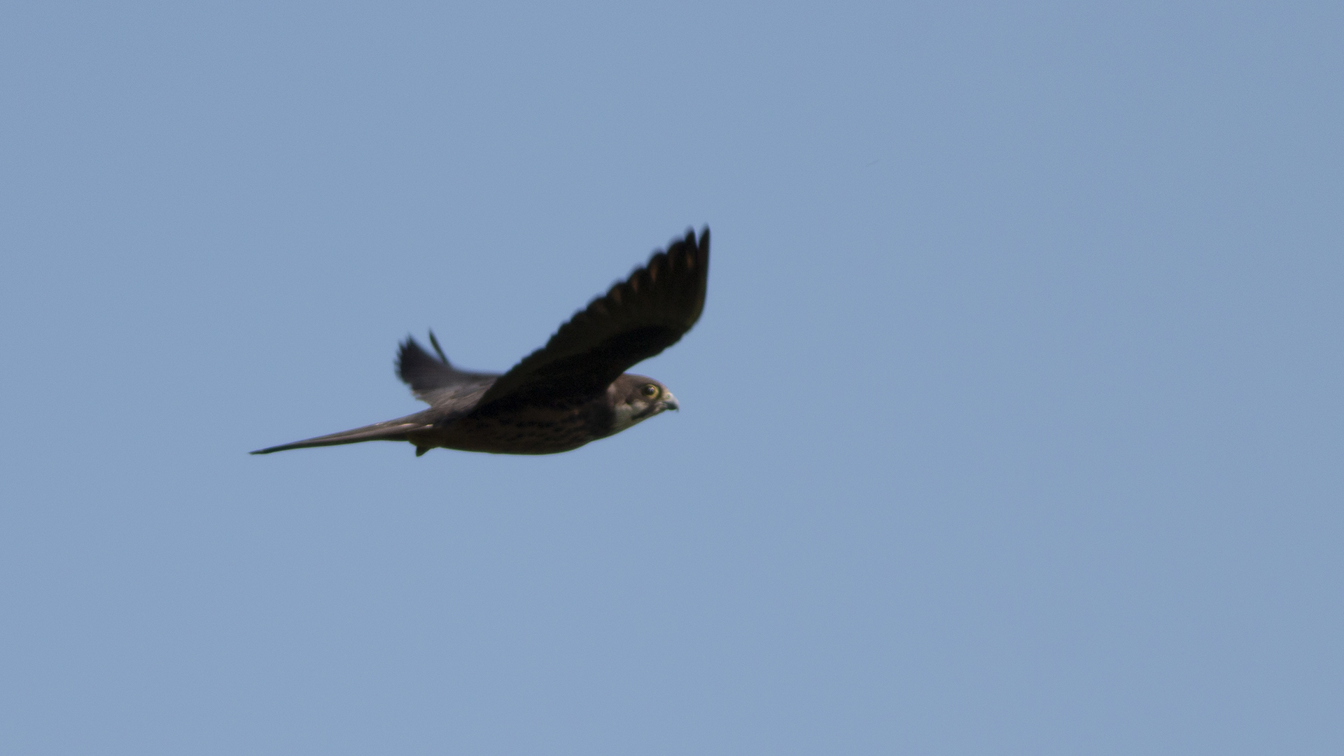 Eleonora's Falcon
