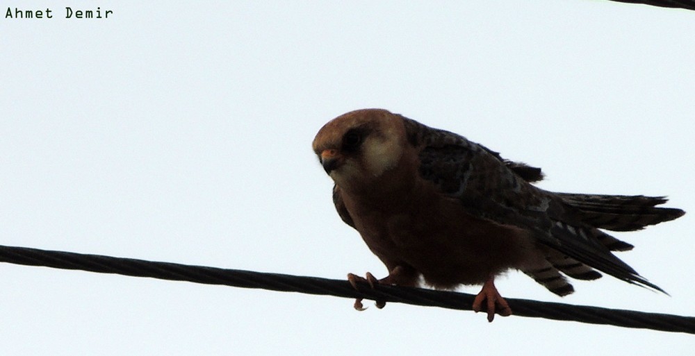 Red-footed Falcon