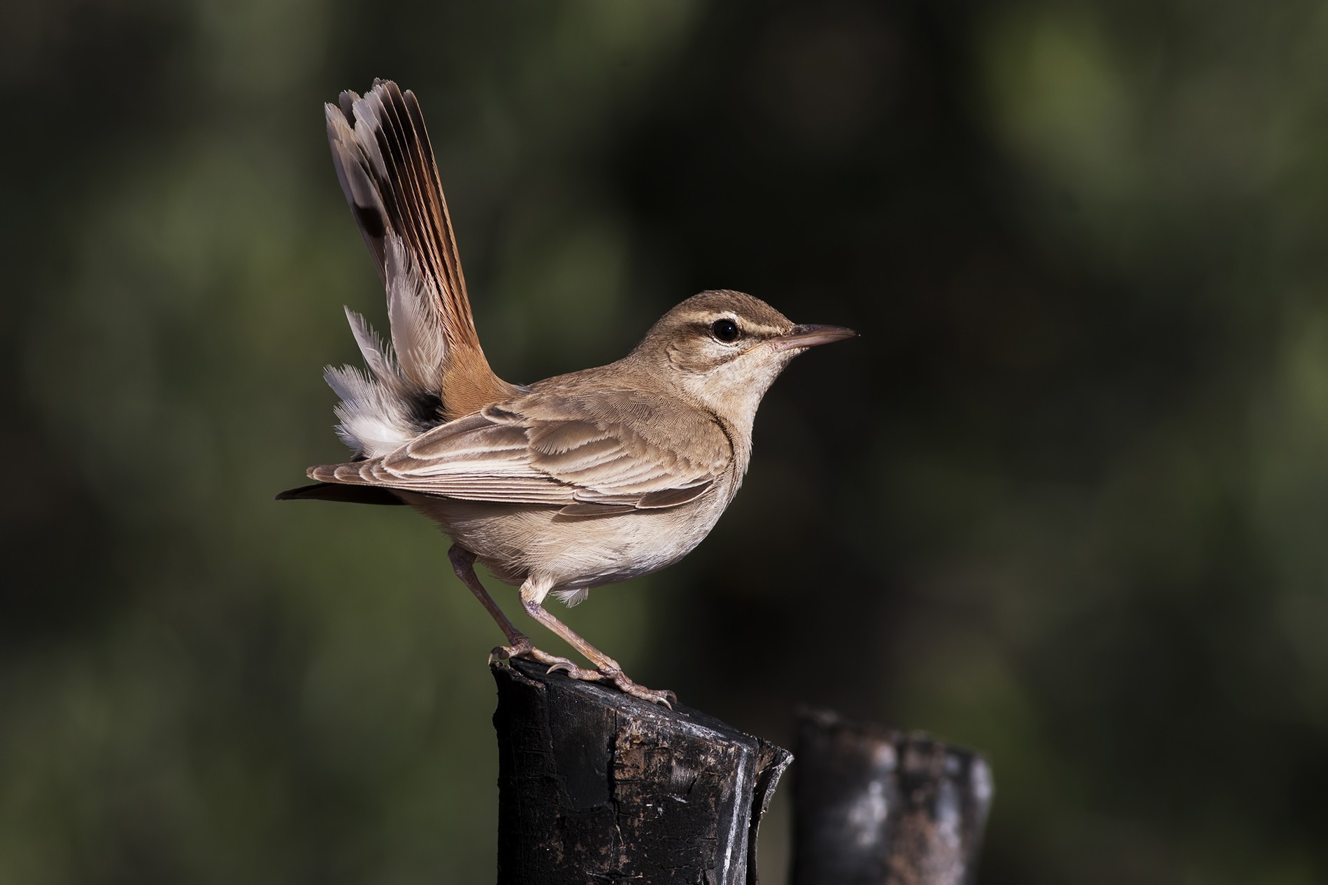 Rufous-tailed Scrub-Robin