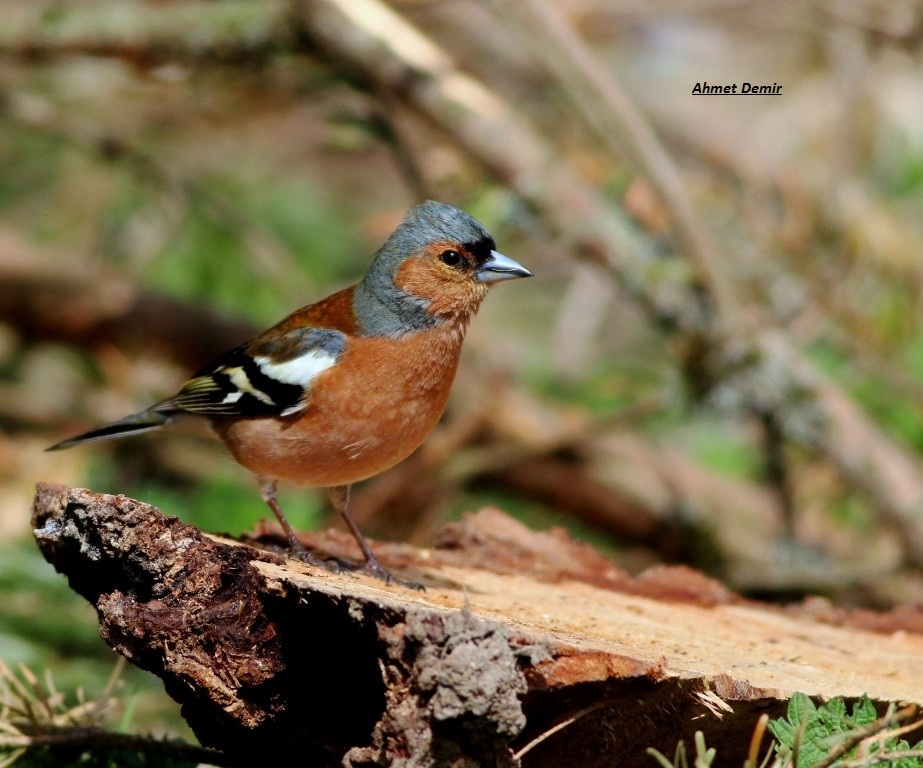 Common Chaffinch