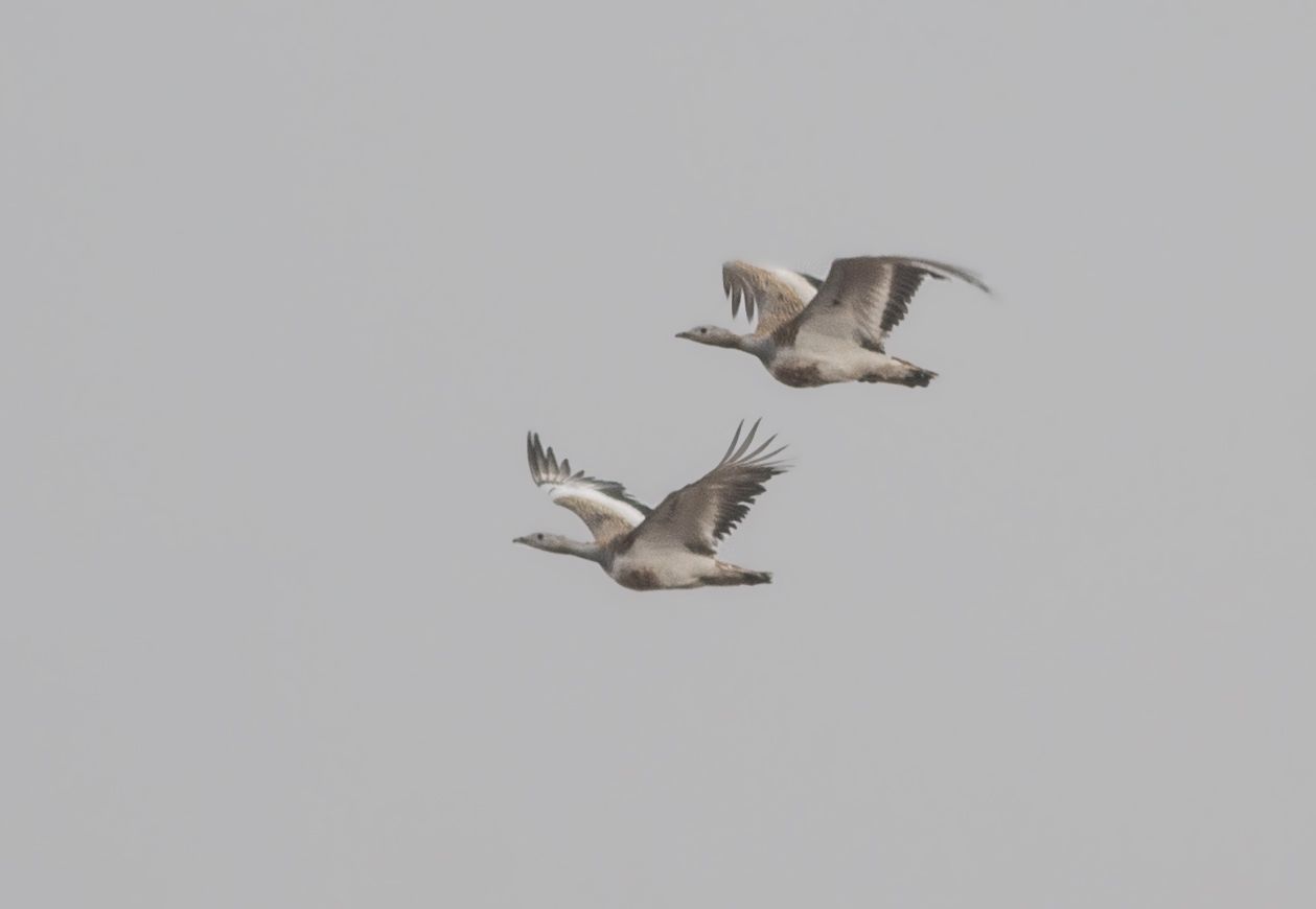Great Bustard
