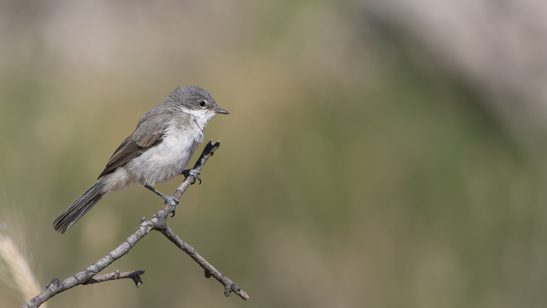 Lesser Whitethroat