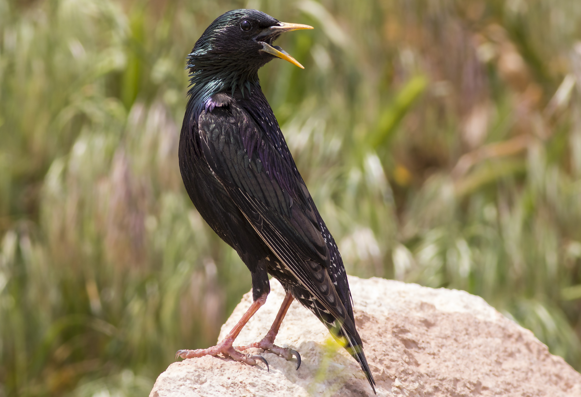 European Starling