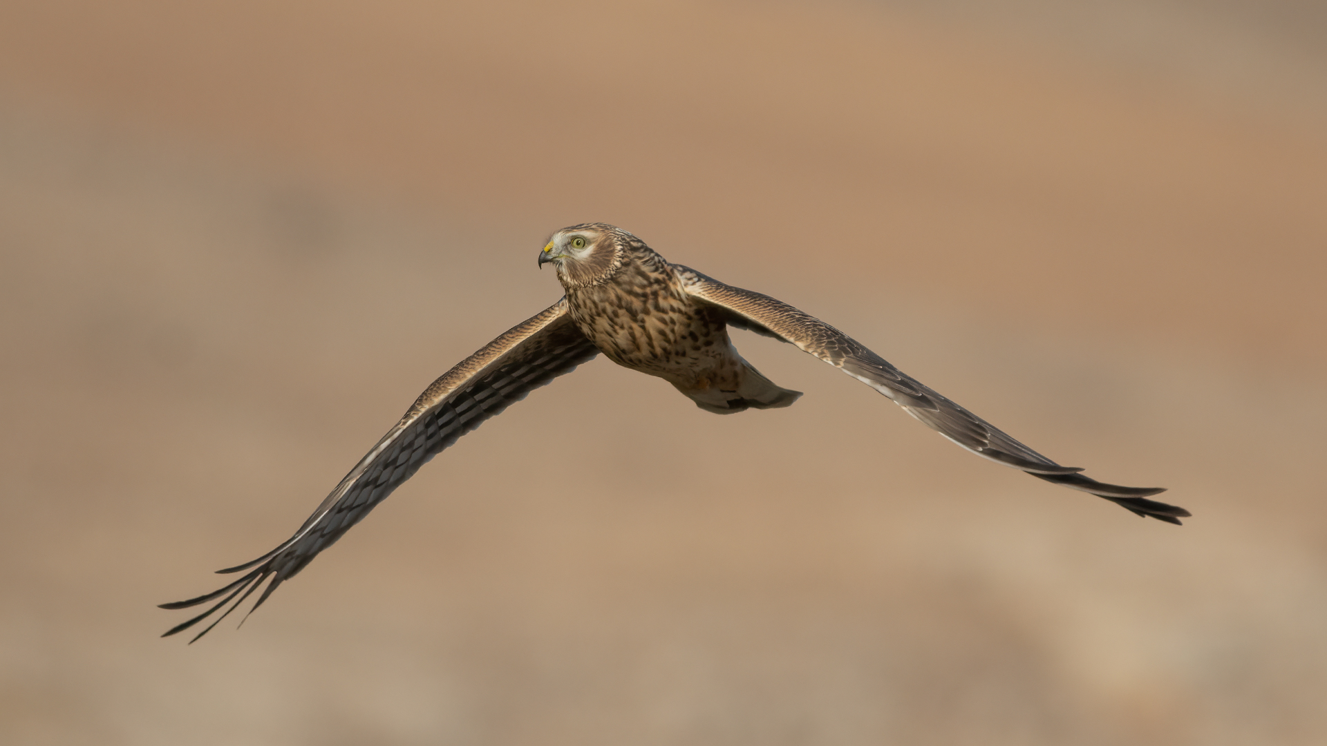 Hen Harrier