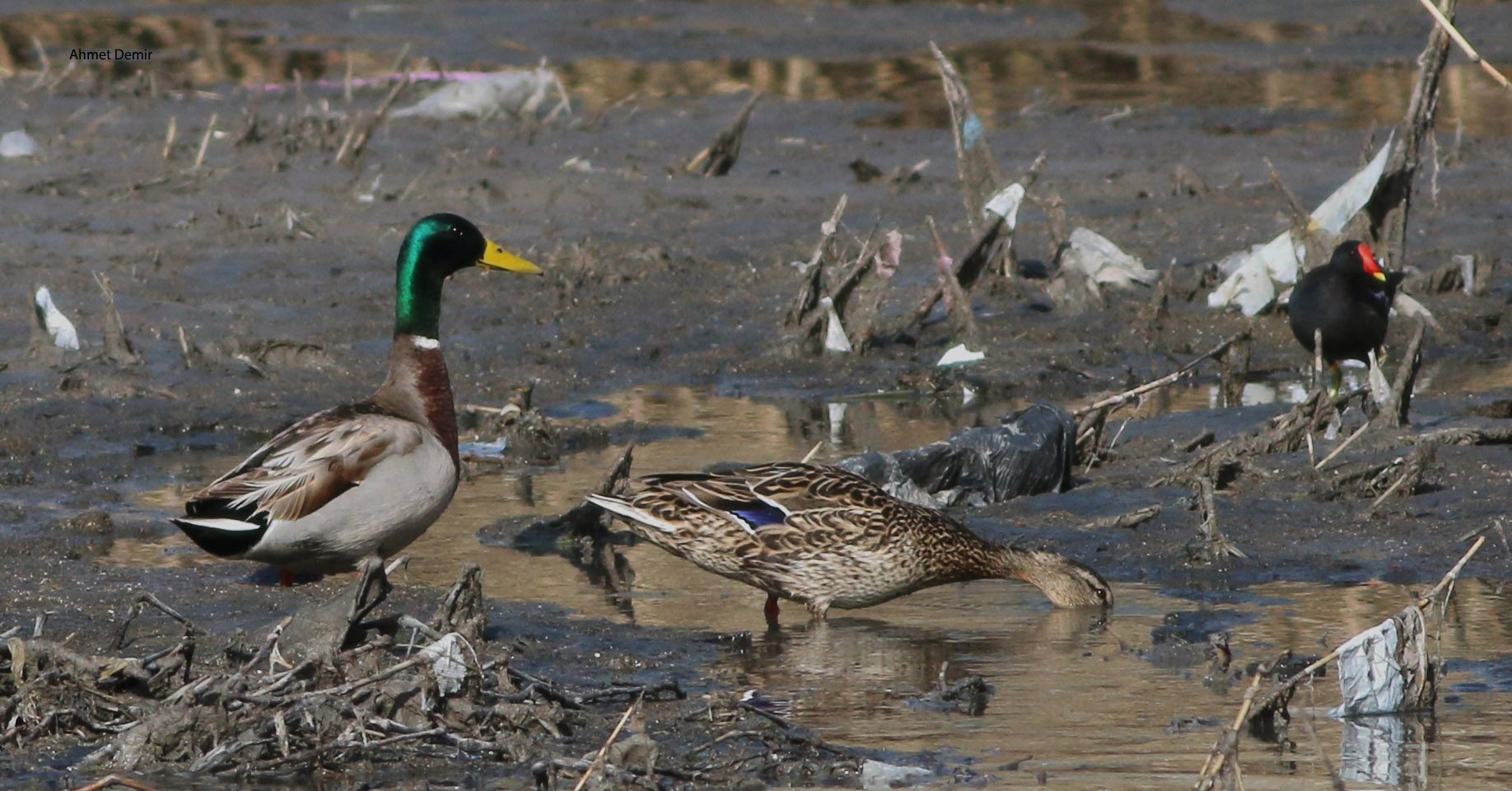 Mallard