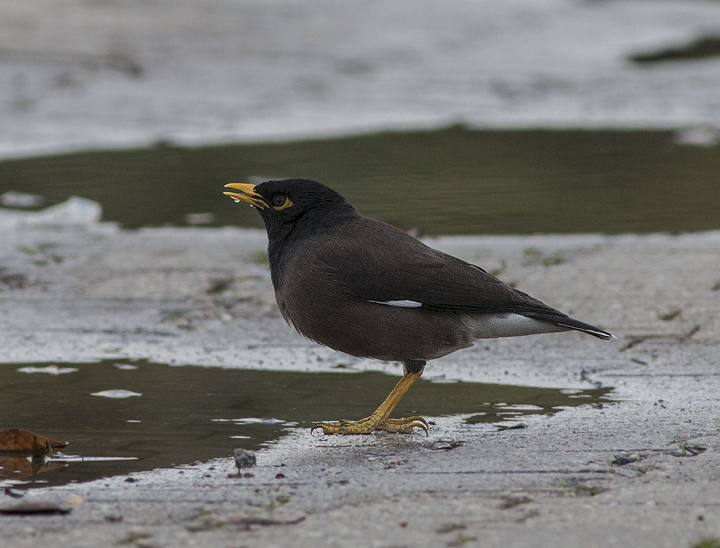 Common Myna