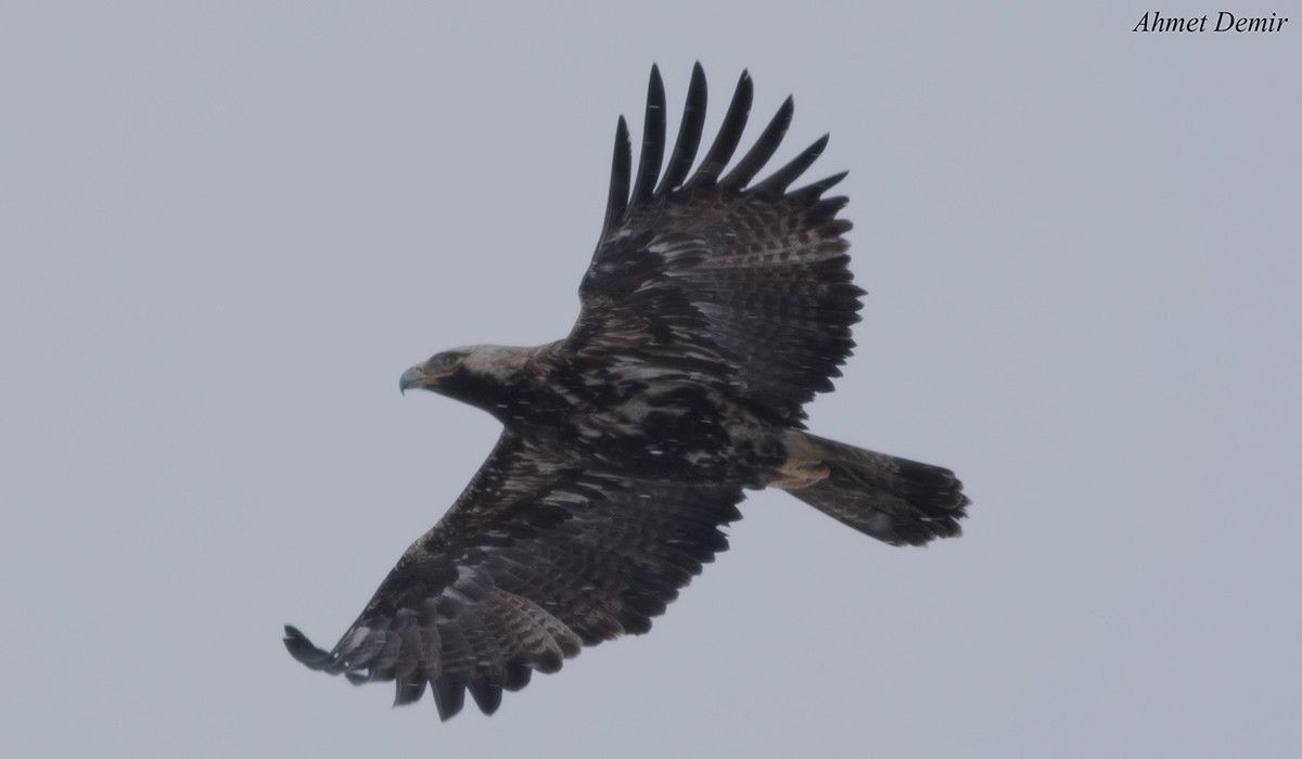 Golden Eagle