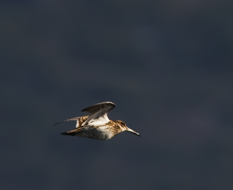 Jack Snipe