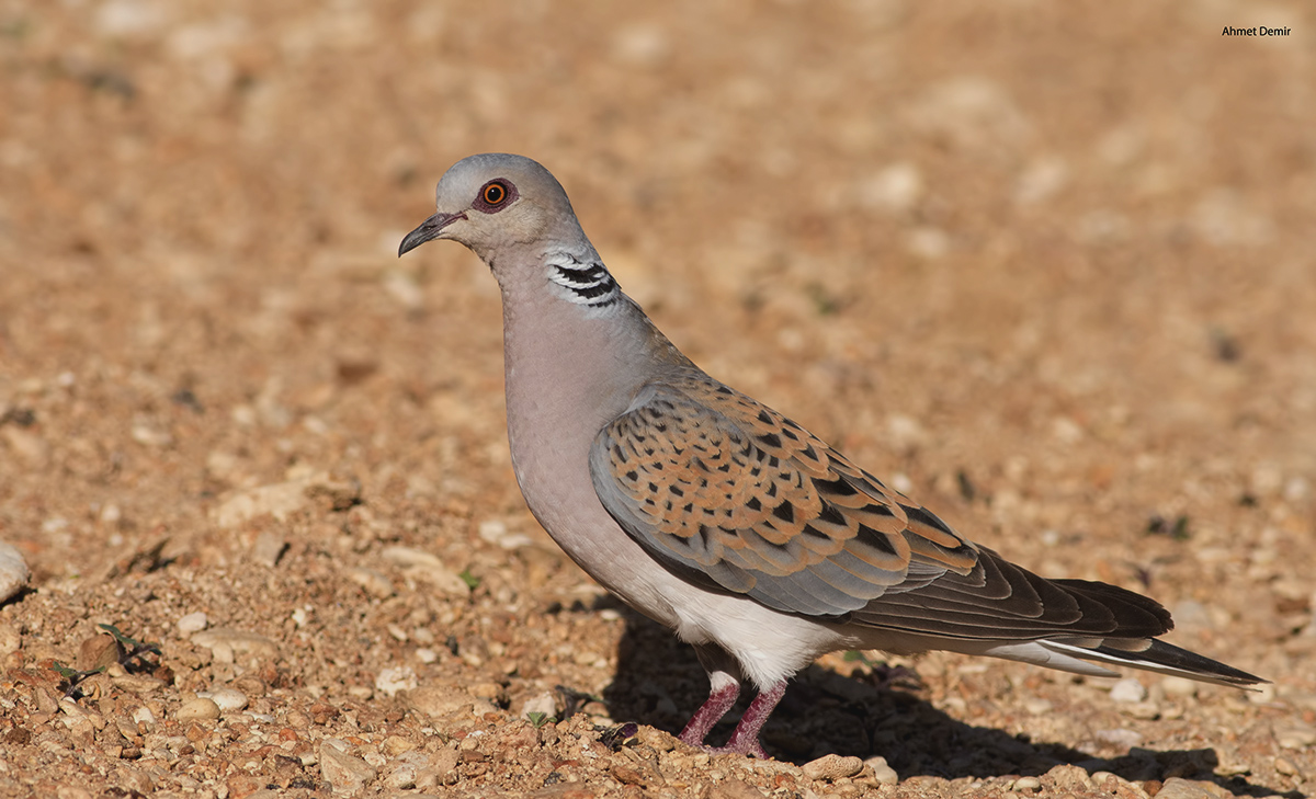 European Turtle-Dove