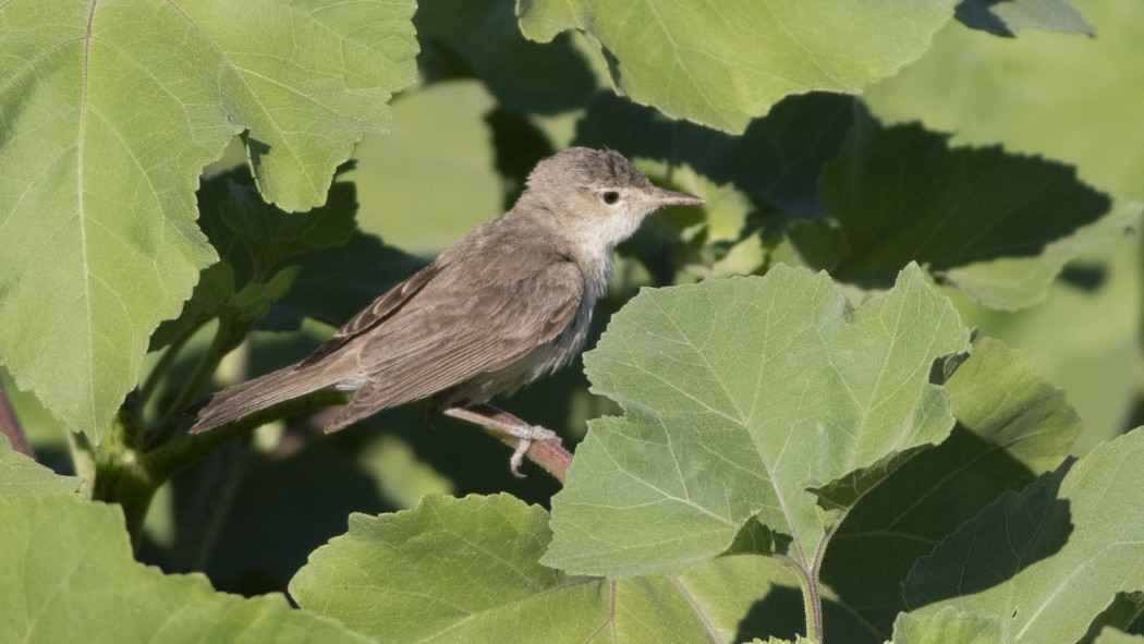 Marsh Warbler