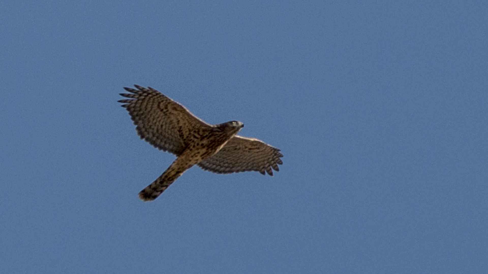 Northern Goshawk