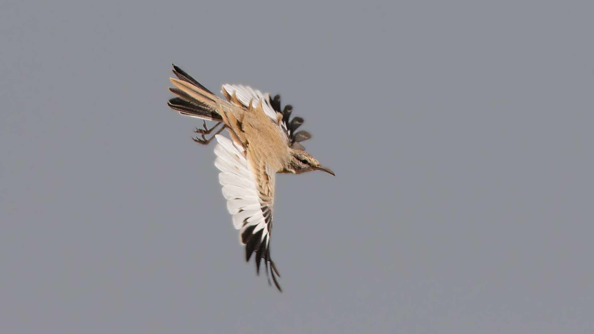 Greater Hoopoe-Lark