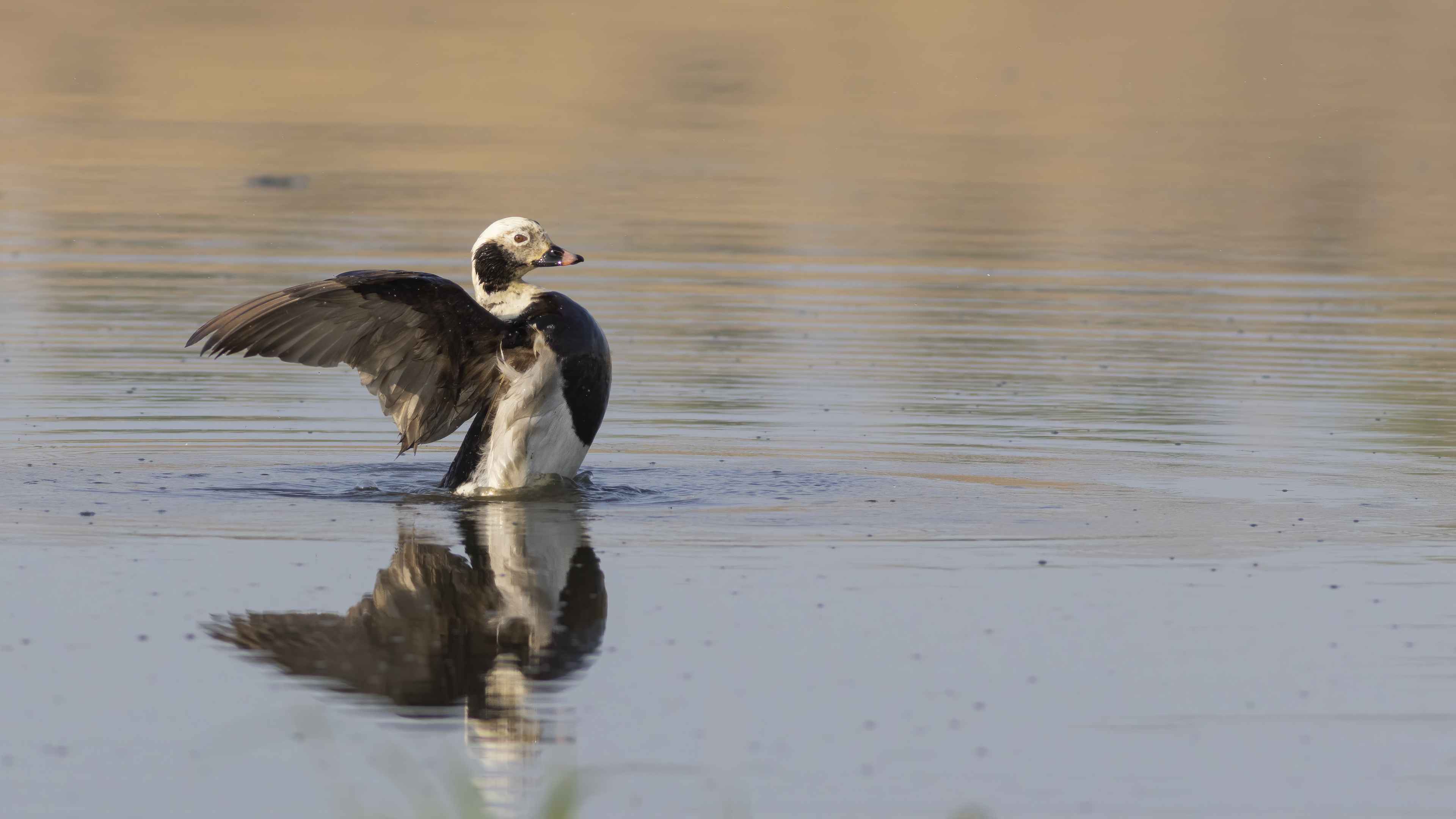 Long-tailed Duck
