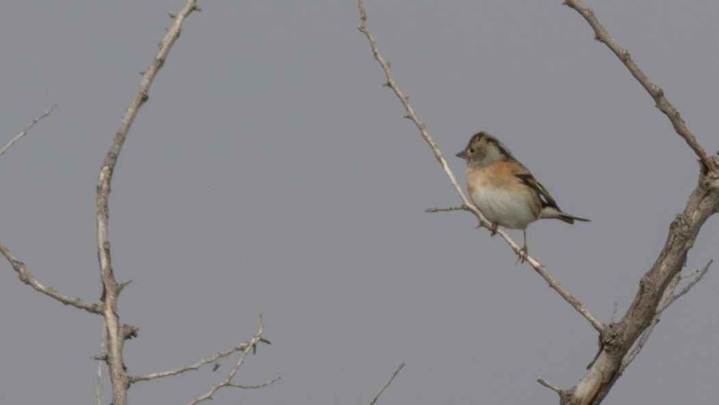 Brambling