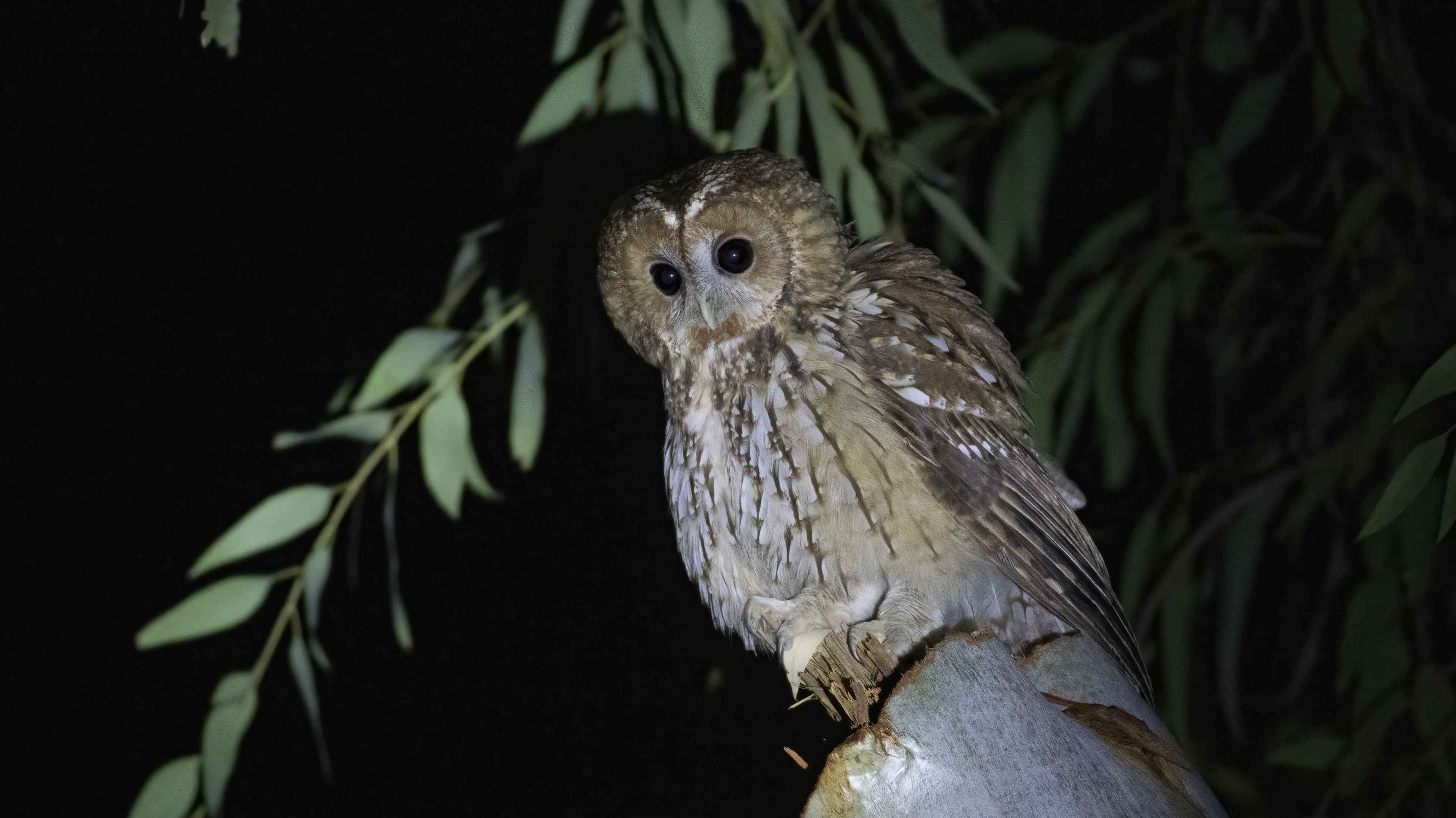 Tawny Owl