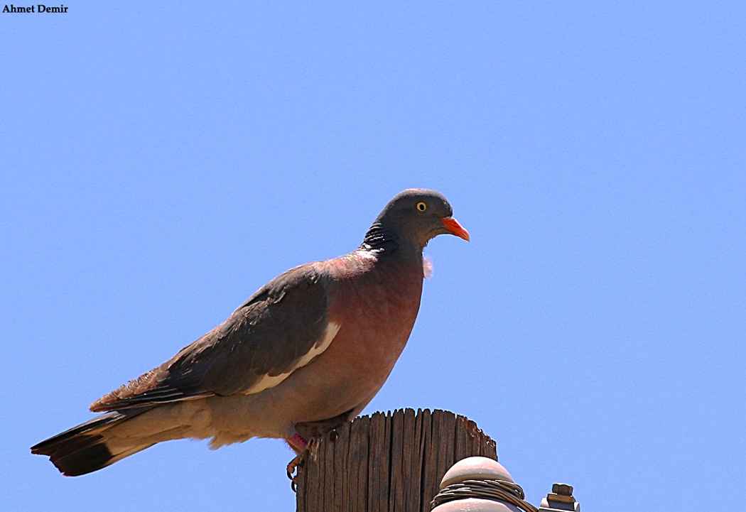 Common Wood-Pigeon