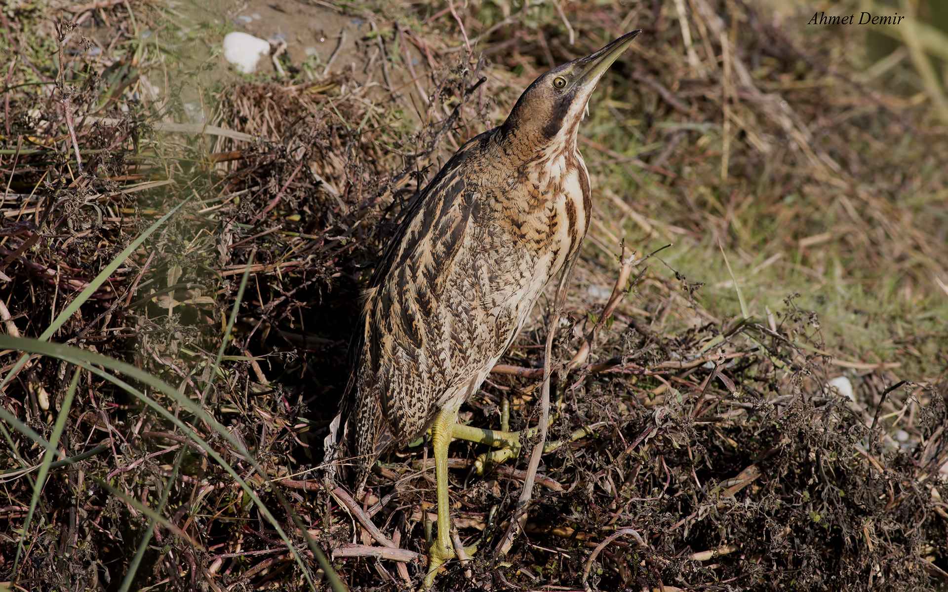 Great Bittern