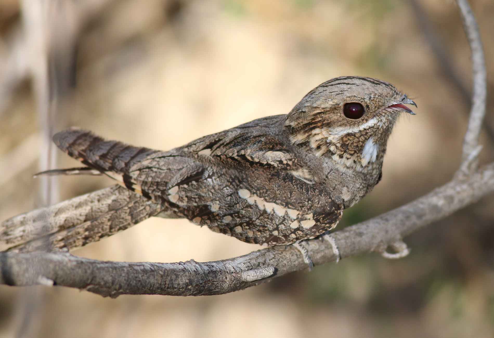 Eurasian Nightjar