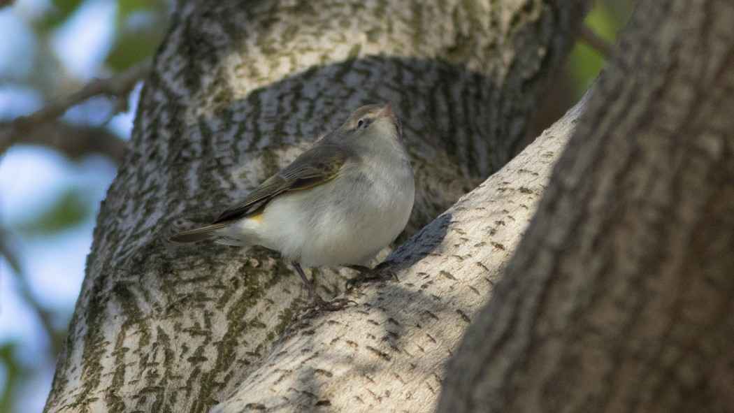 Eastern Bonelli's Warbler