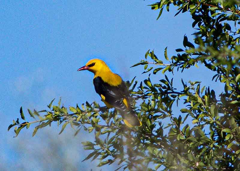 Eurasian Golden Oriole