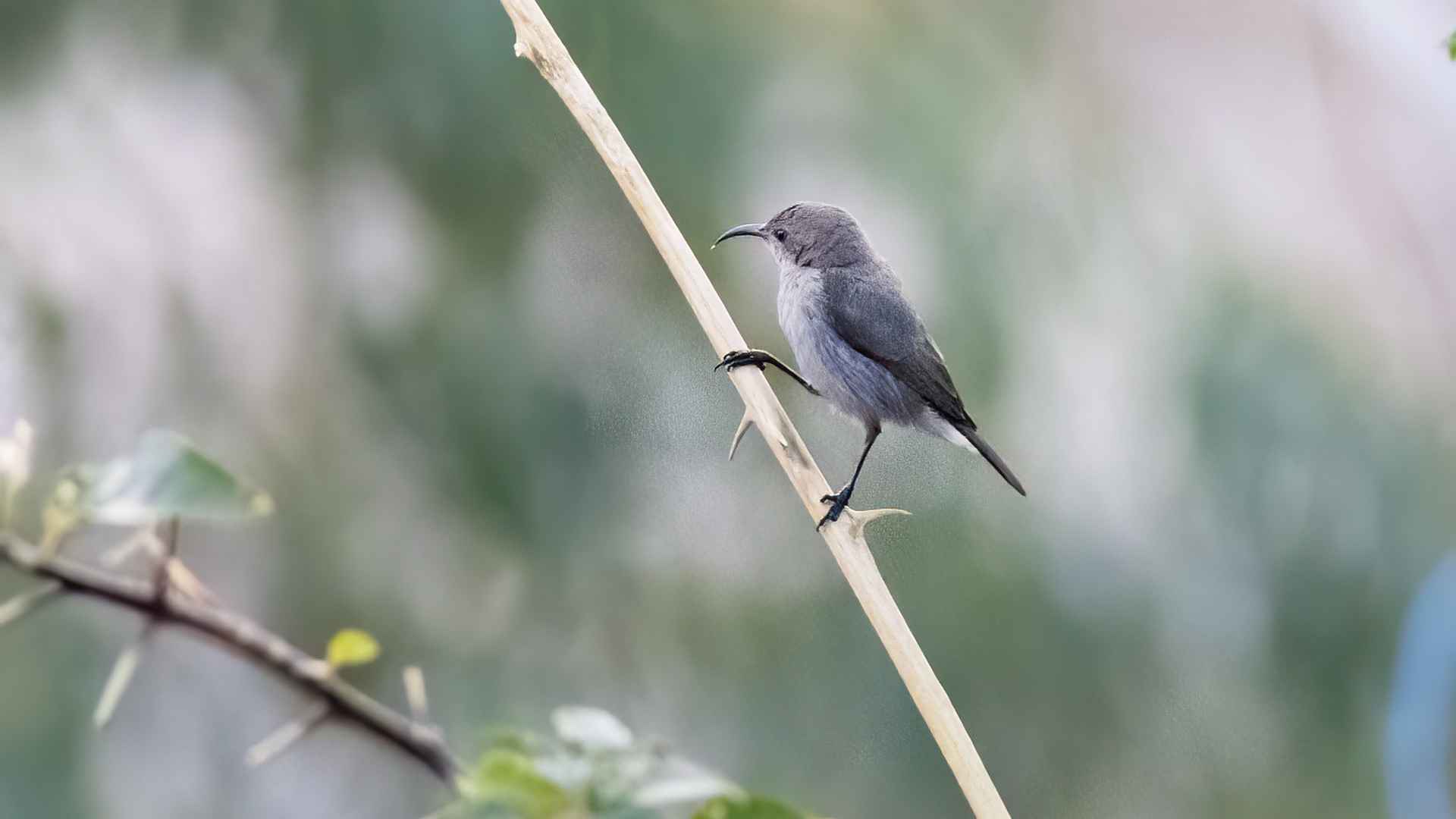Palestine Sunbird
