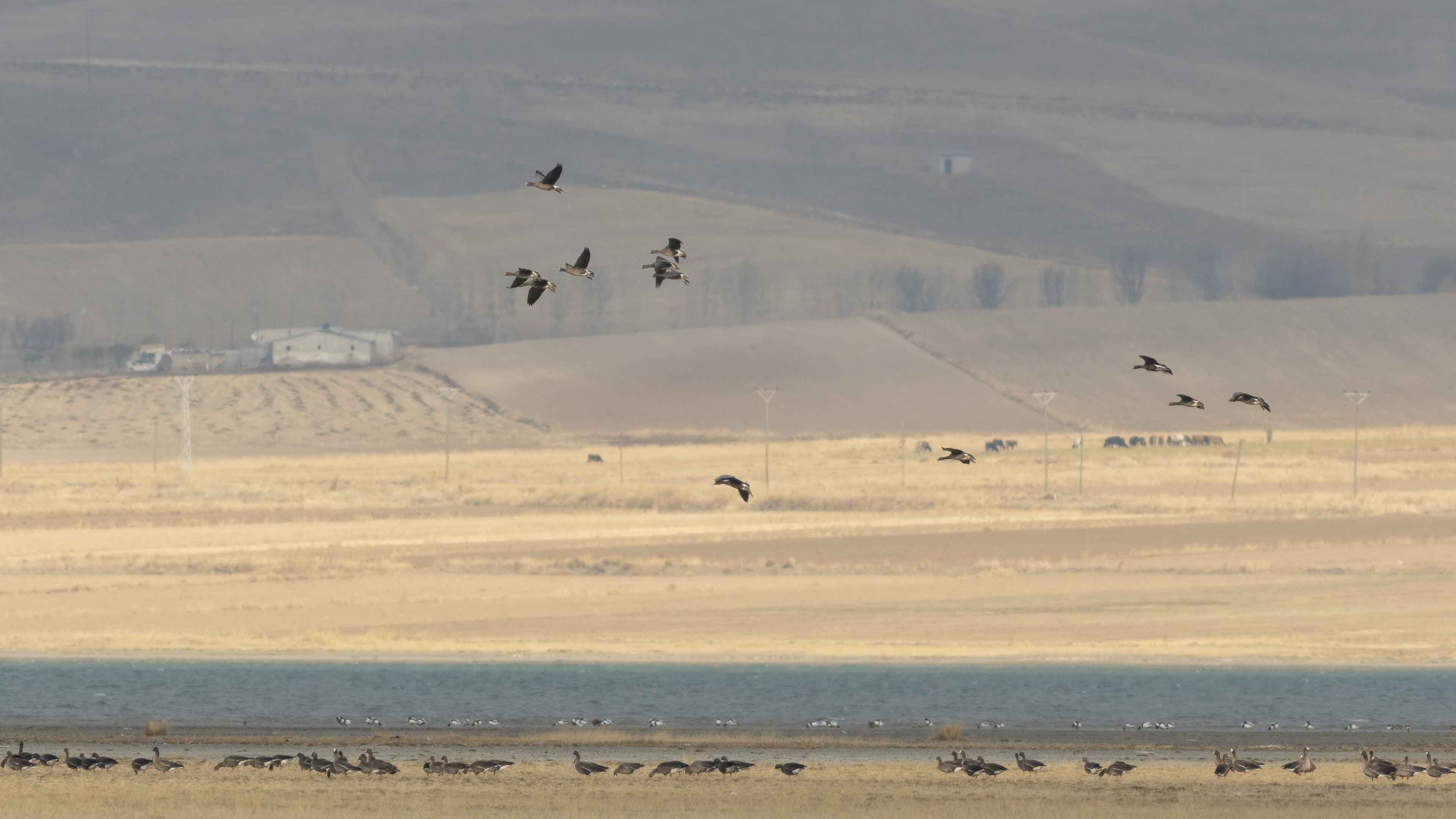 Lesser White-fronted Goose