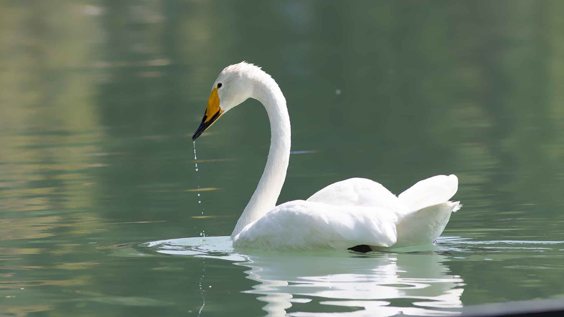 Mute Swan
