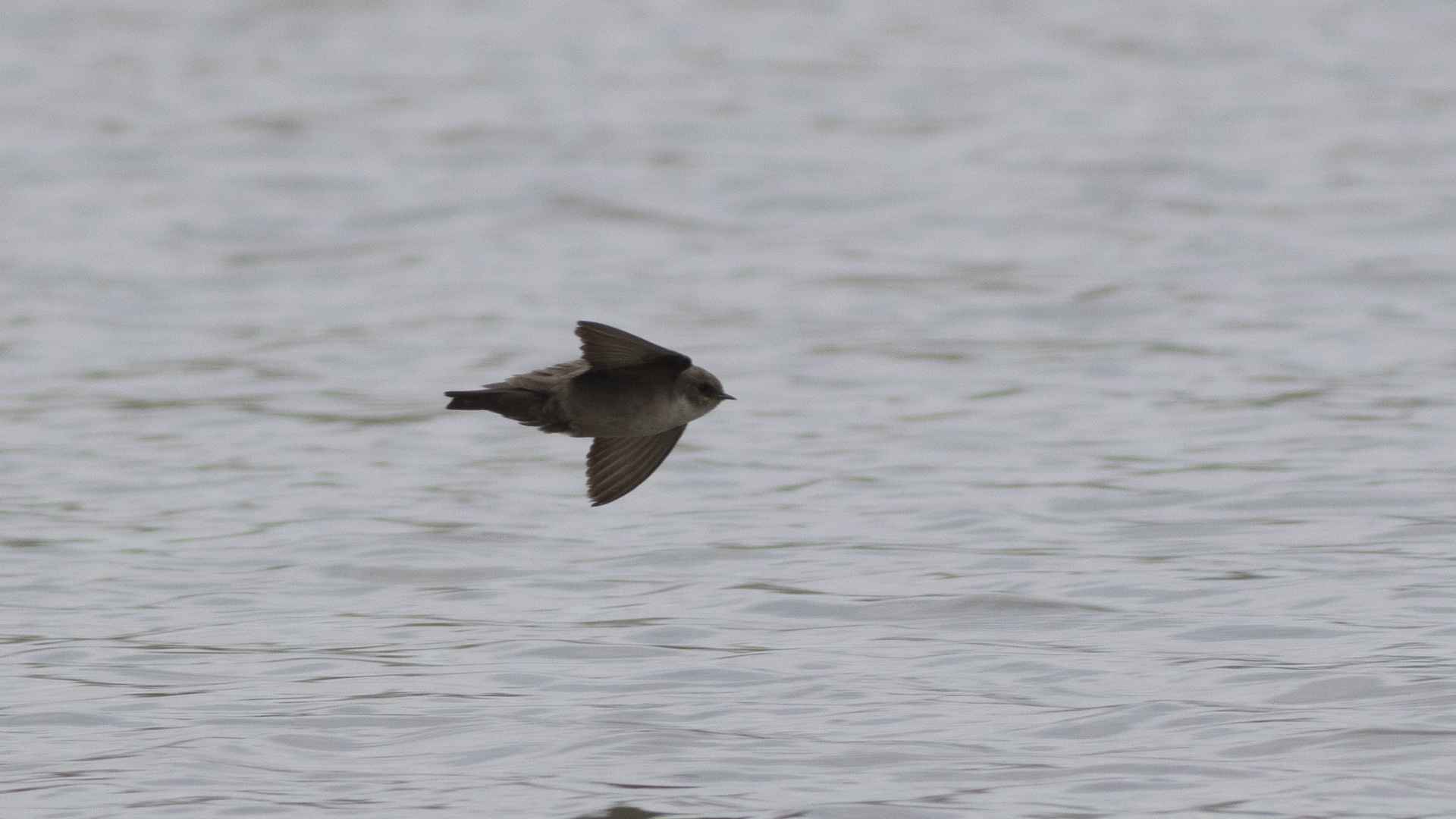Eurasian Crag-Martin