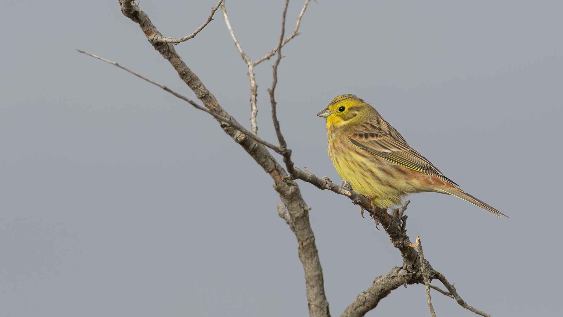 Yellowhammer