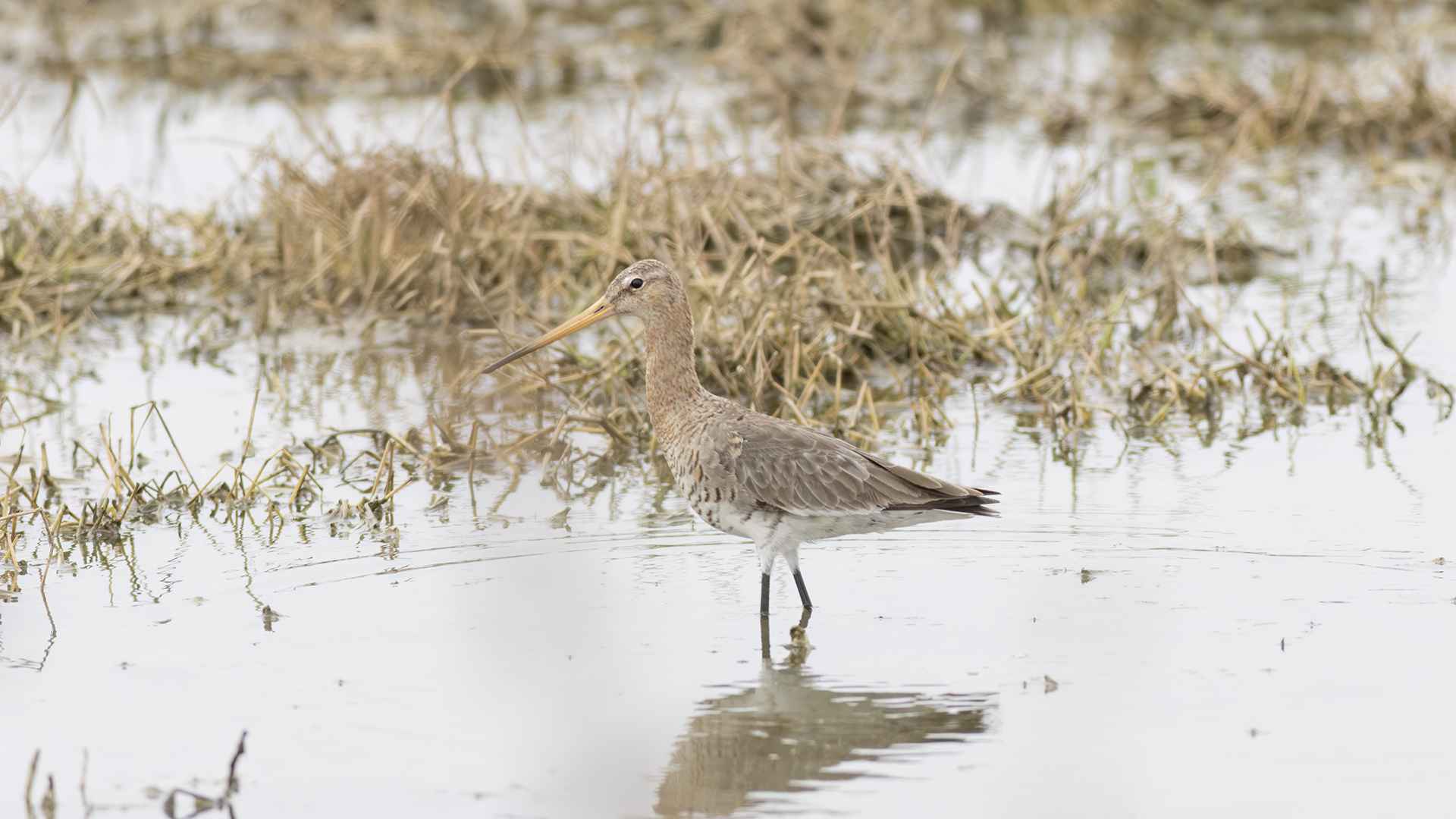 Black-tailed Godwit