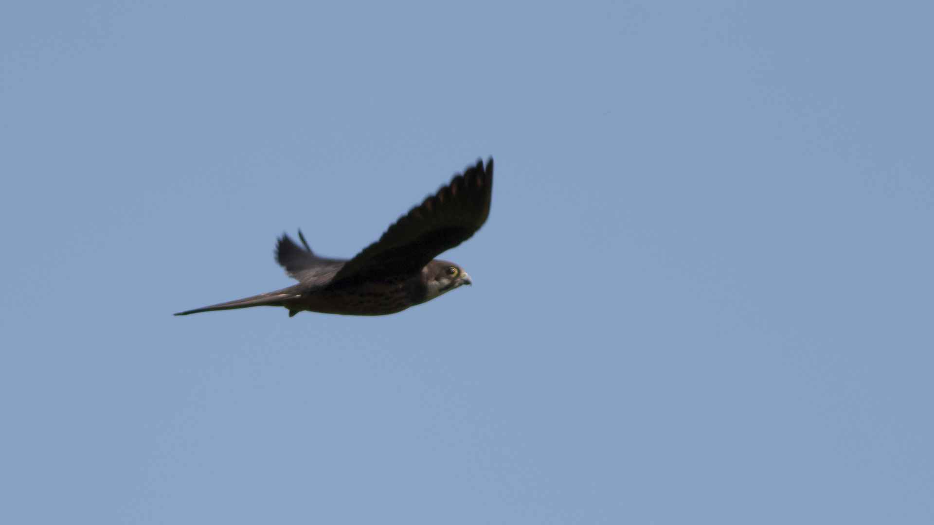 Eleonora's Falcon