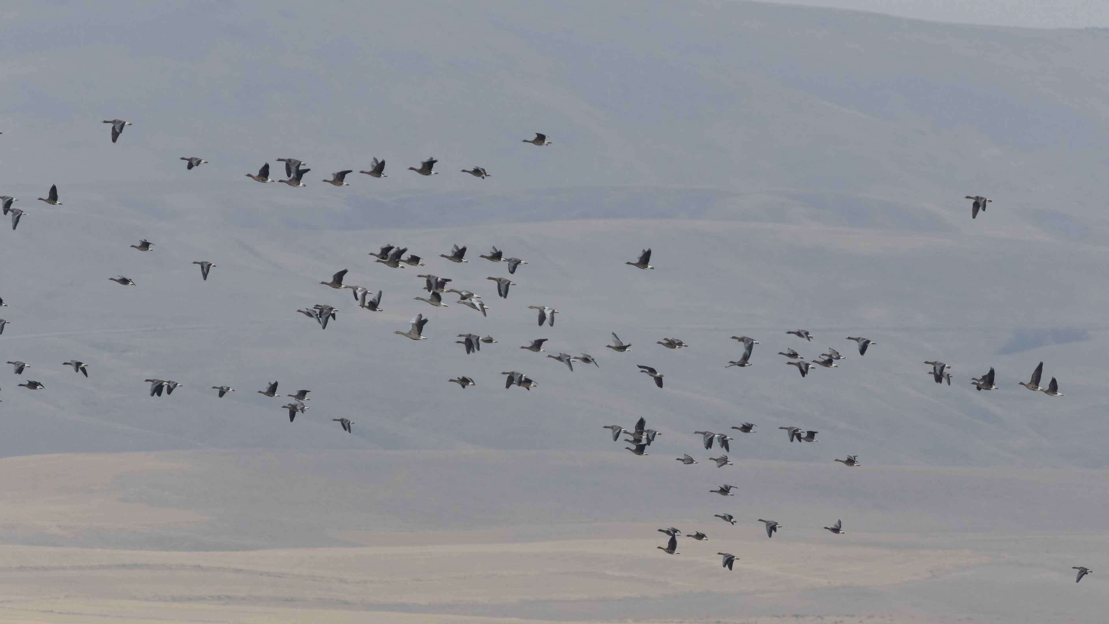 Lesser White-fronted Goose